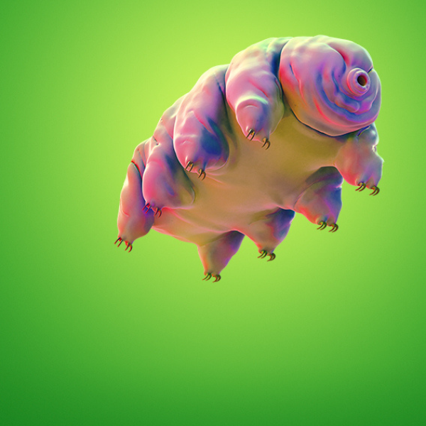 Moss Piglet [Sydney]