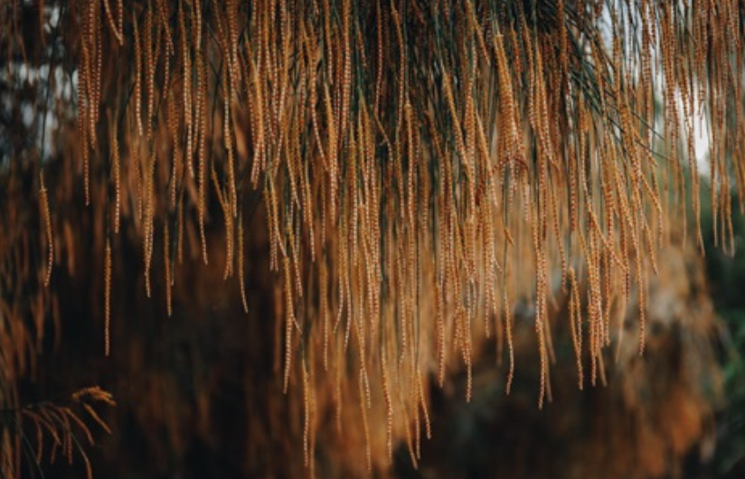 Dear Agnes Contemporary Public Art Program - Launch [Altona]