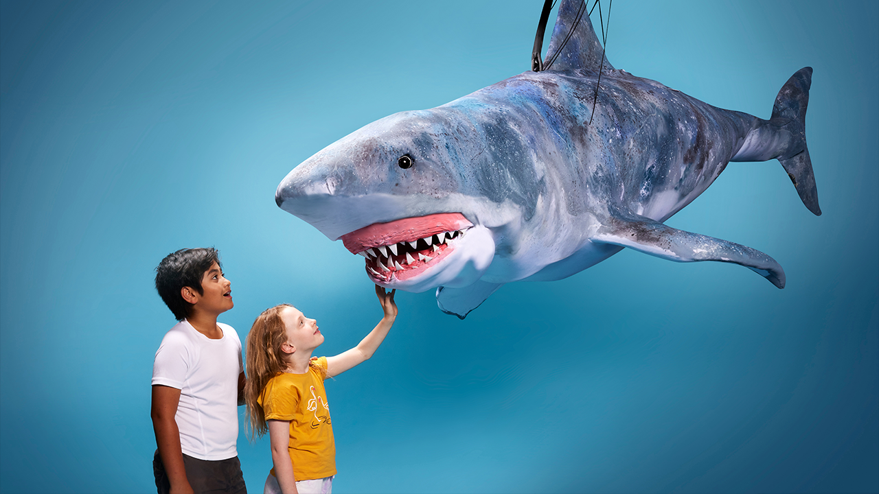 Erth's Shark Dive: Live on Stage [Eveleigh]